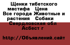 Щенки тибетского мастифа › Цена ­ 80 - Все города Животные и растения » Собаки   . Свердловская обл.,Асбест г.